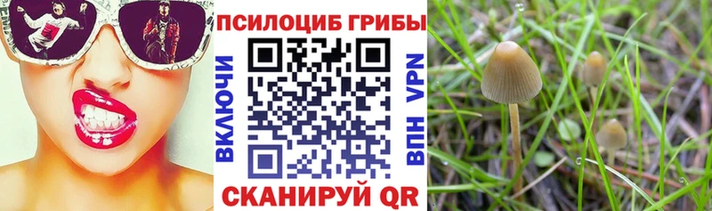 МЕГА как зайти  Абакан  Псилоцибиновые грибы прущие грибы 